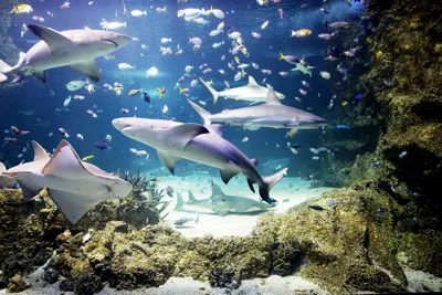 Sharks and Rays Ocean Tank