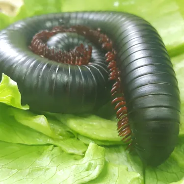 Giant Millipede