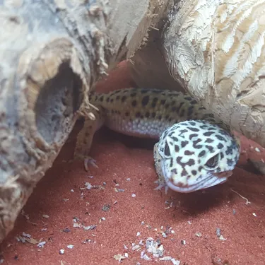 Geko
