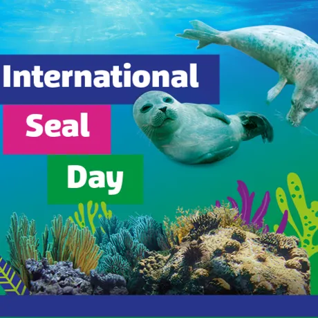 Seal Day Placeholder