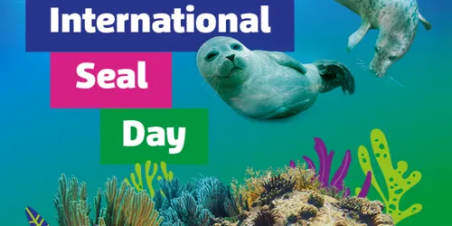 Seal Day Placeholder
