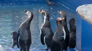 Penguins at SEA LIFE Hunstanton