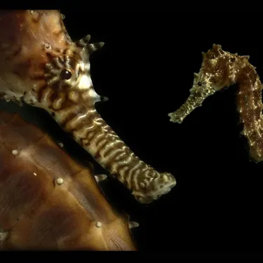 Baby Seahorse