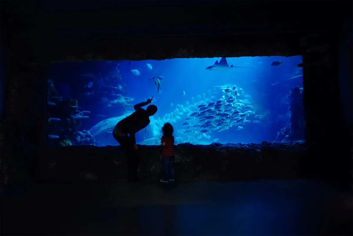 Ocean tank