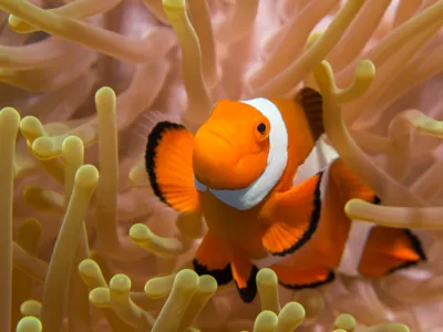 Clownfish