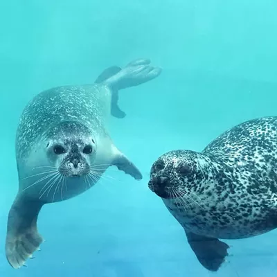 See Seals  SEA LIFE Hunstanton Aquarium