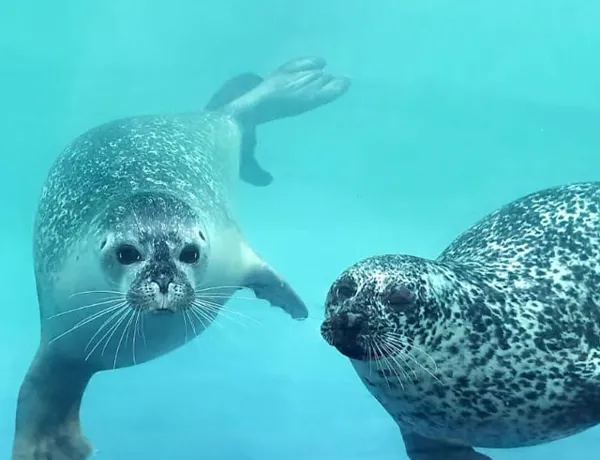 Seals