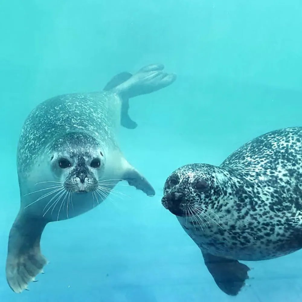 See Seals SEA LIFE Hunstanton Aquarium