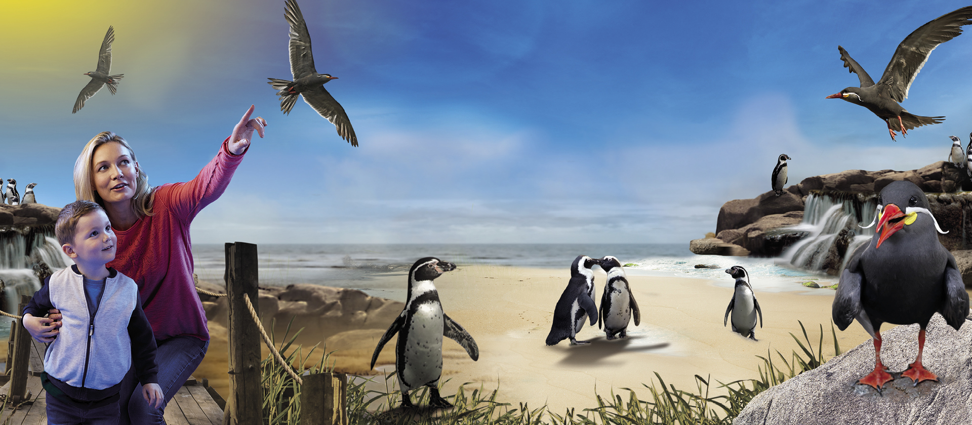 Penguin Beach And Inca Terns at SEA LIFE Hunstanton