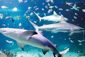 Shark and Turtle Feed