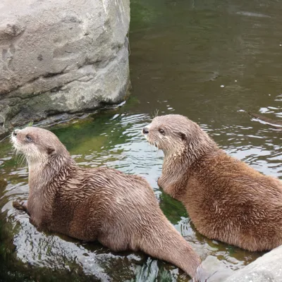 Otters At Hunstanton