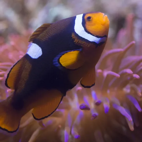 Clownfish (2)