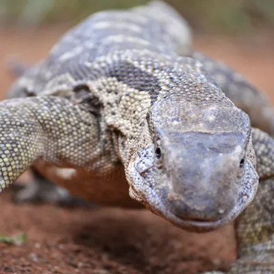 Bosc Monitor Lizard at SEA LIFE