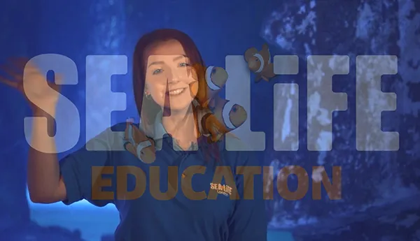 Video Hero 742X668v3