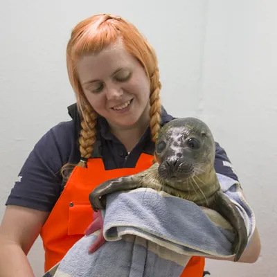 Rescued Seal Pup SEA LIFE Hunstanton