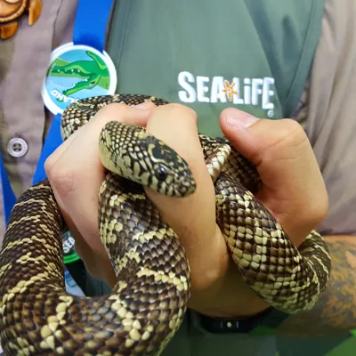 King Snake
