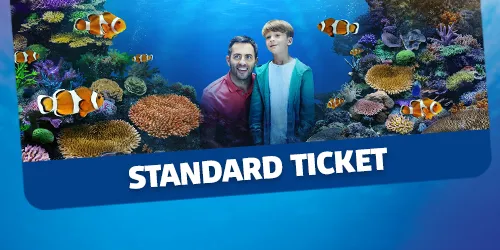 Standard Ticket