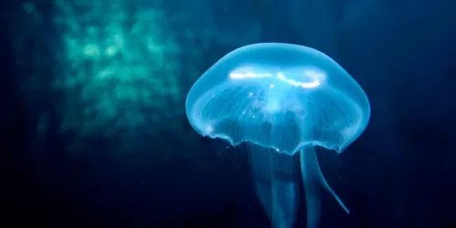 Moon Jellyfish