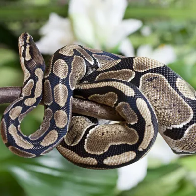 Snake