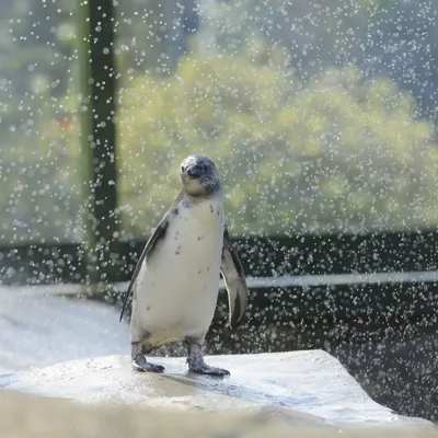 Penguin Shower