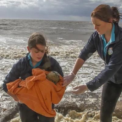 Seal Pup Rescue Hunstanton