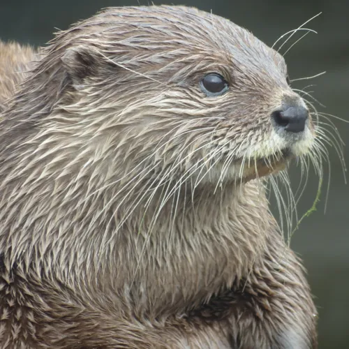 Otter River | SEA LIFE Hunstanton Aquarium