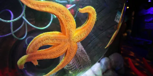 Starfish