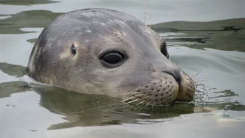 Seal Close Up