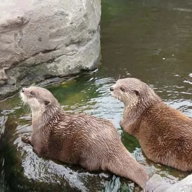 Hunstanton Otters