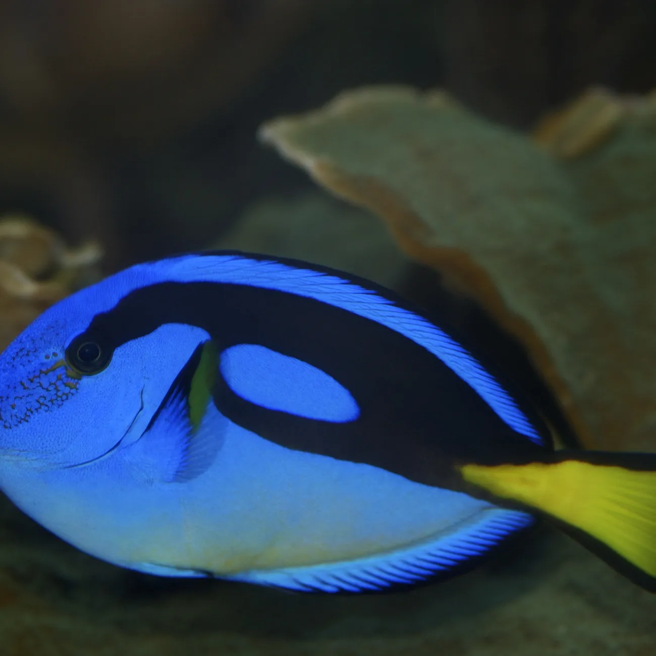 Tango Fish Coral Reef Inhabitants | SEA LIFE Hunstanton Aquarium