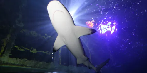 Sharks