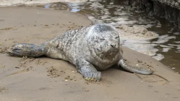 A rescued seal named Blue on the beach where she was found and taken to SEA LIFE Hunstanton Seal Rescue Hospital