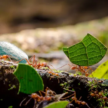 Creepy Crawlies in the rainforest