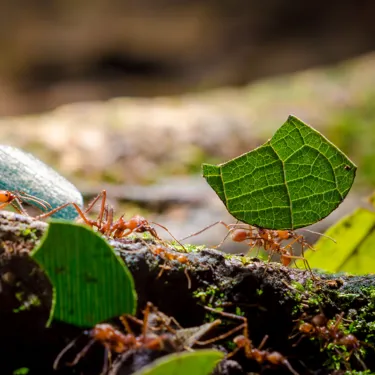 Creepy Crawlies in the rainforest