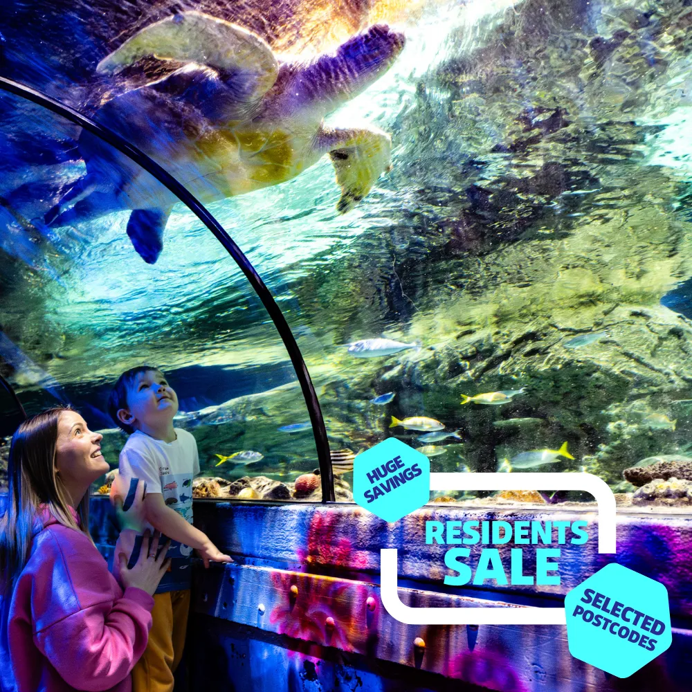 Mother and Son look up at turtle swimming above their heads. Details about 50% off ticket on image