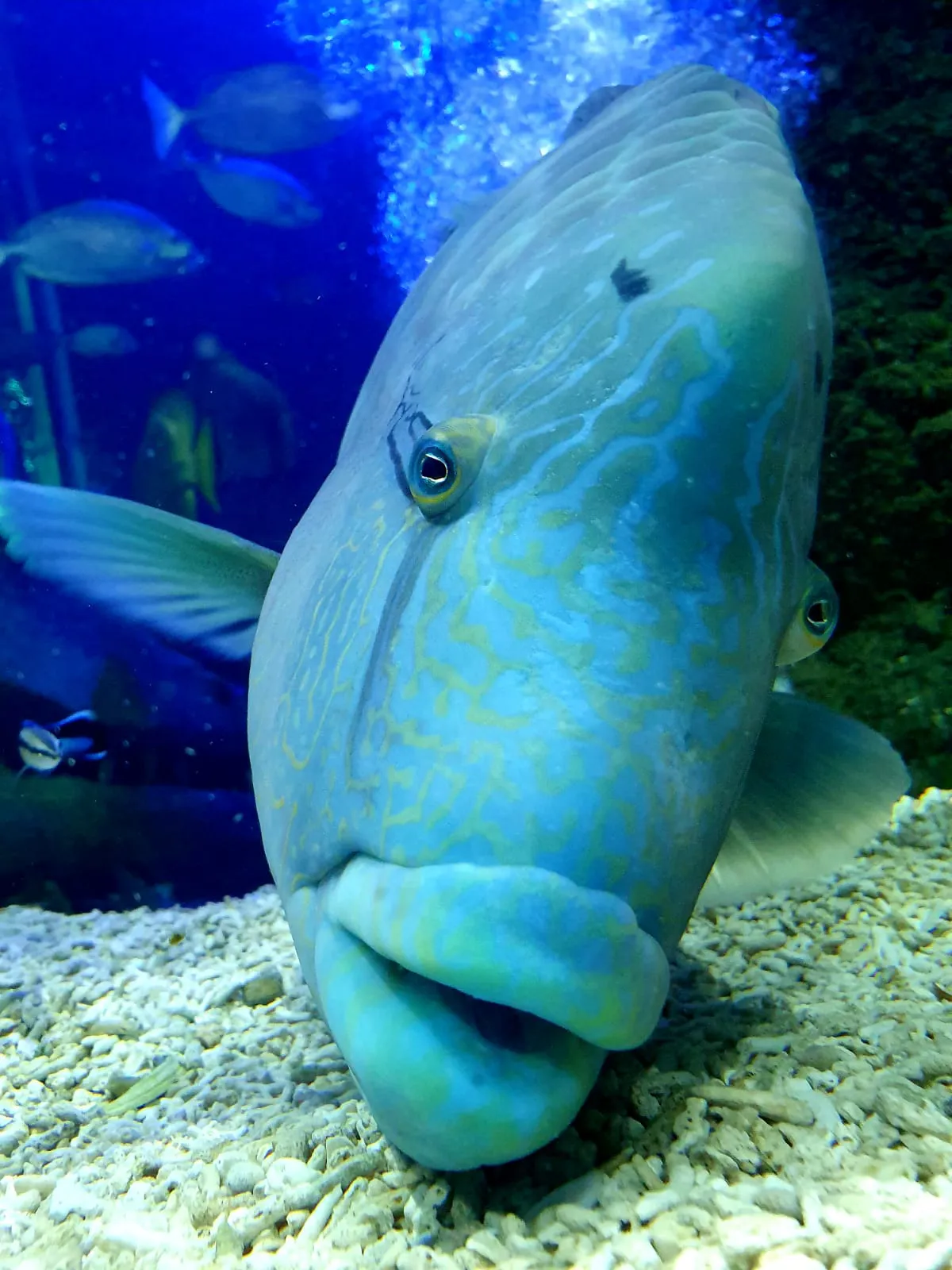 Napoleon Wrasse