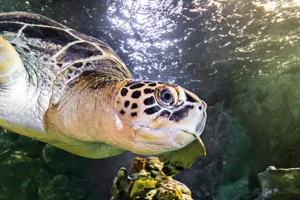 Green Sea Turtle