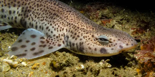 Lesser Spotted Dogfish