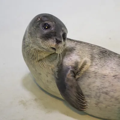Rescued seal rehabilitating at SEA LIFE Hunstanton Rescue Hospital