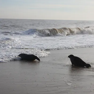 Seal Release