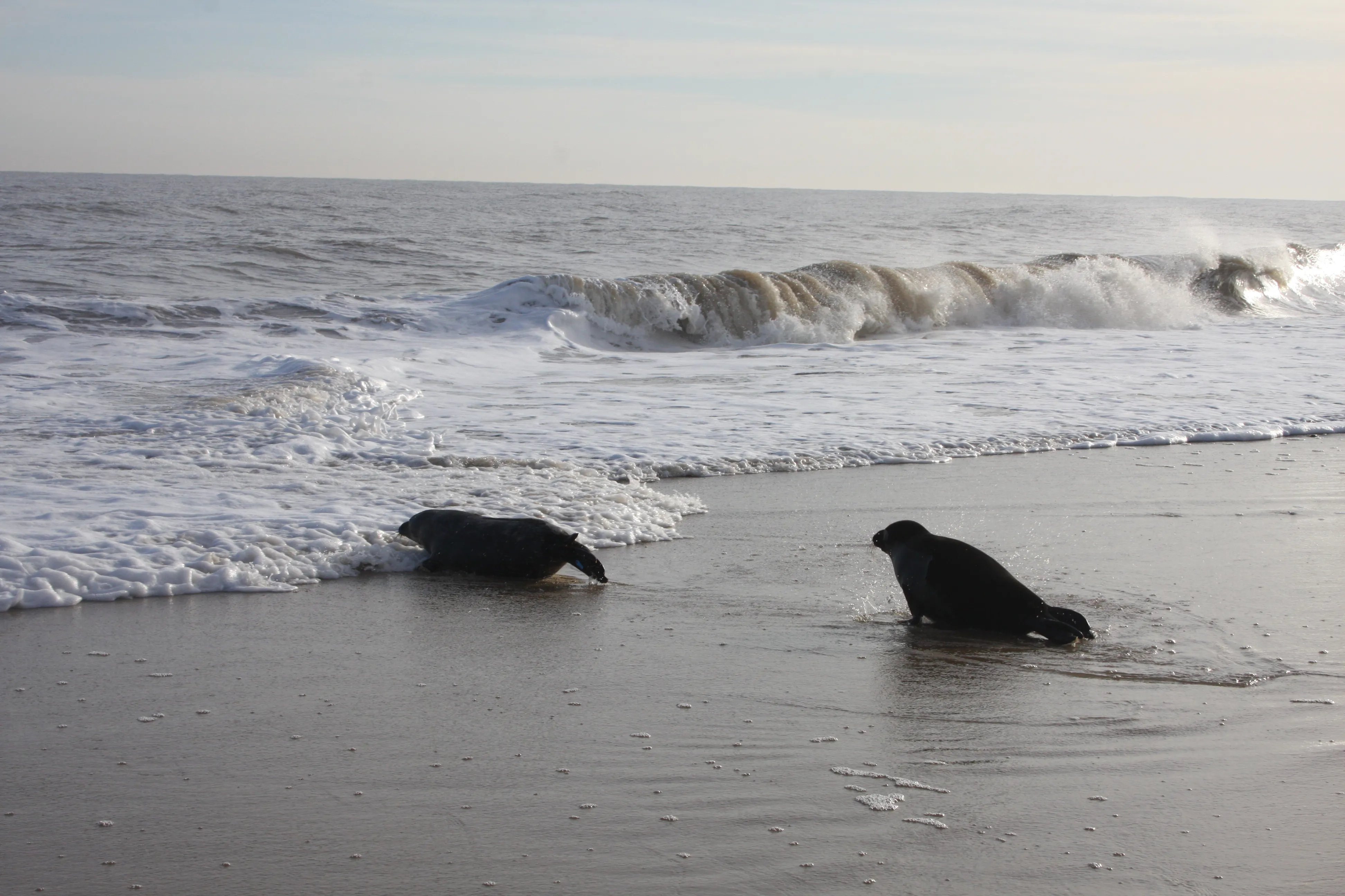 Visit SEA LIFE Hunstanton Sanctuary And Aquarium Centre