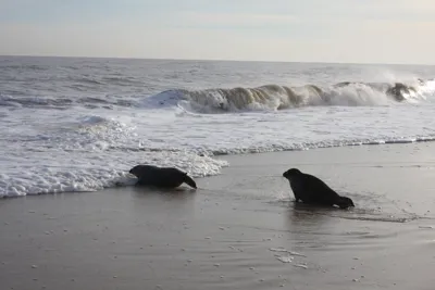 Seal Release