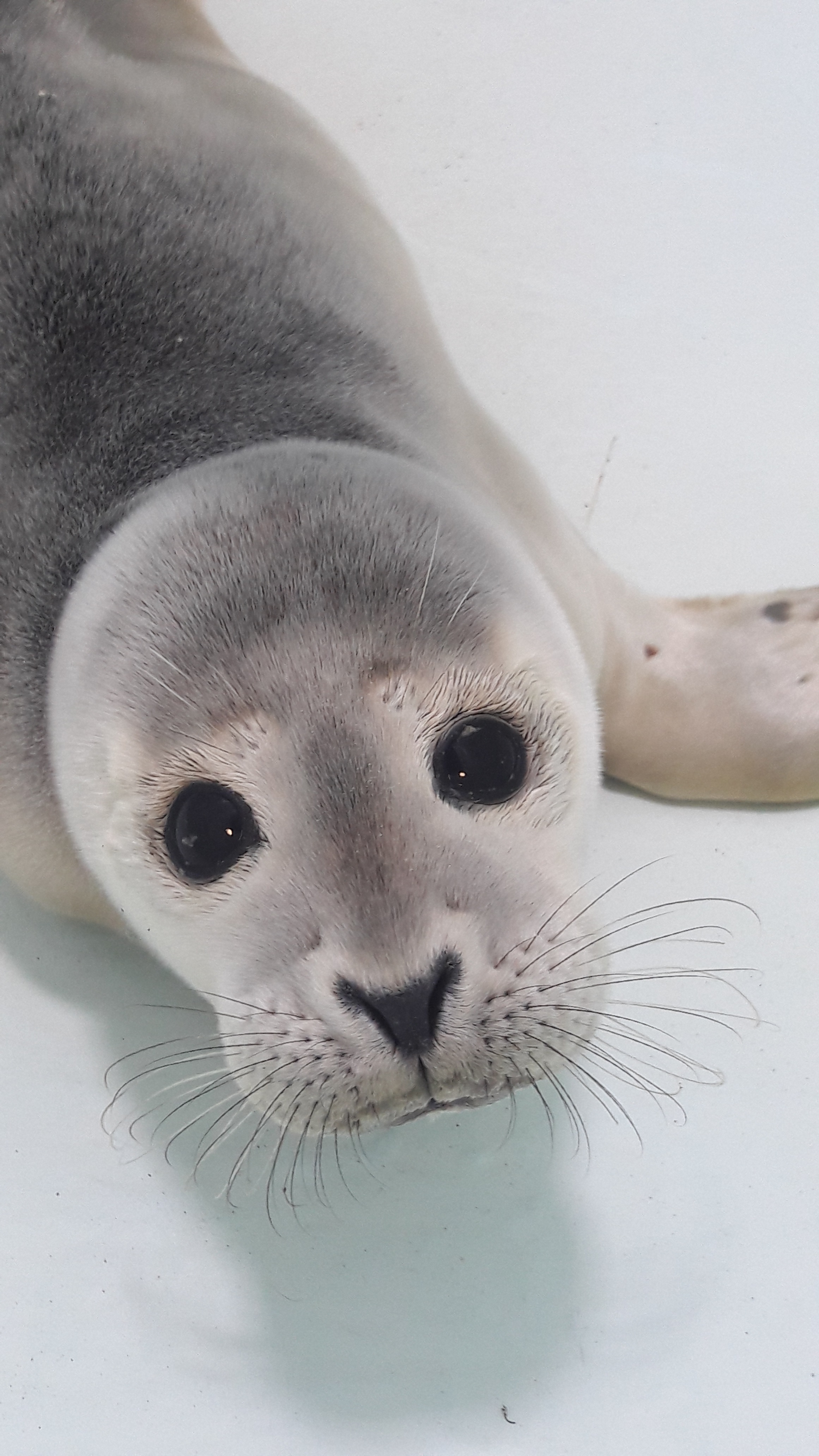 Seal pup rescued at SEA LIFE Hunstanton