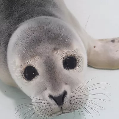 Seal Rescue Hospital | SEA LIFE Hunstanton Aquarium