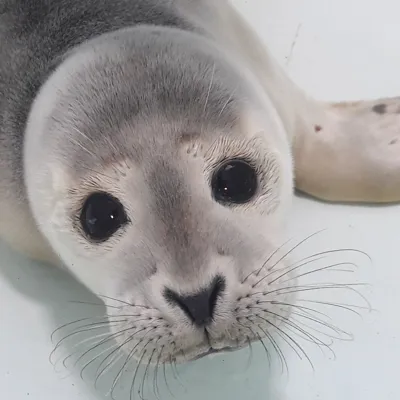 Seal pup rescued at SEA LIFE Hunstanton