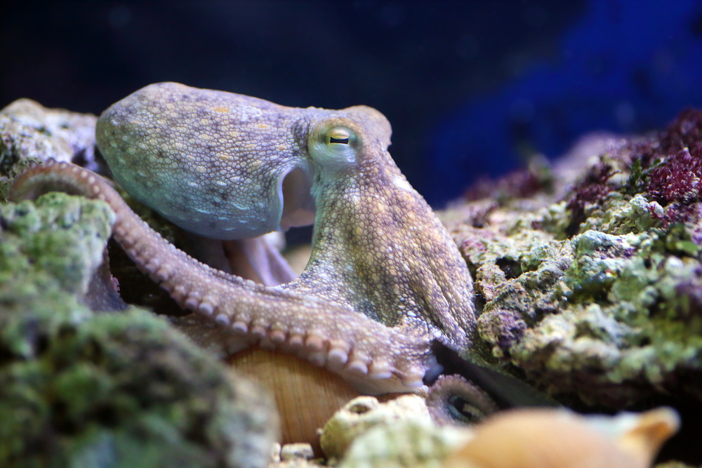 Common Octopus Octopus Vulgaris