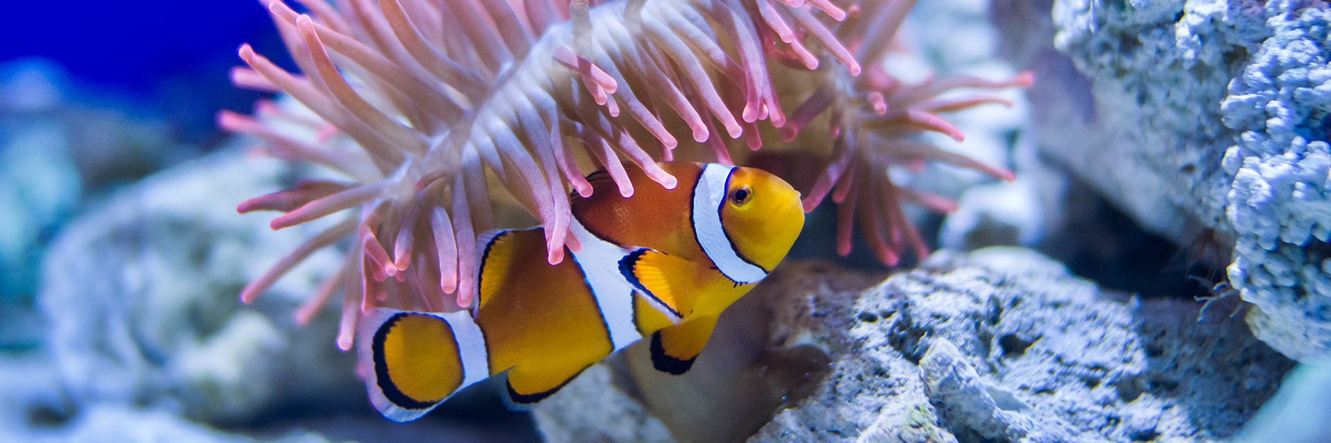 Lido di Jesolo SEA LIFE Aquarium