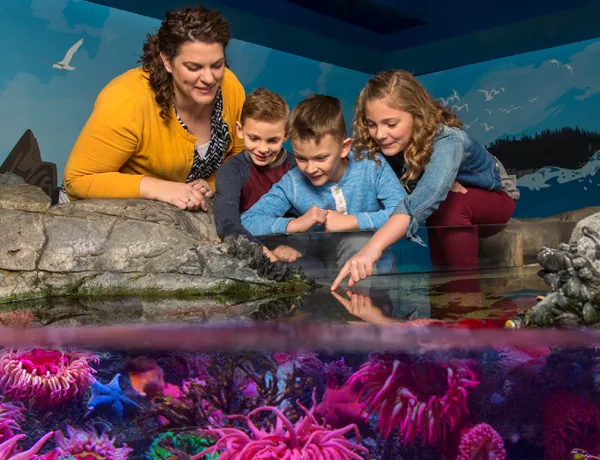 Touchpool 7 5 | SEA LIFE Aquarium