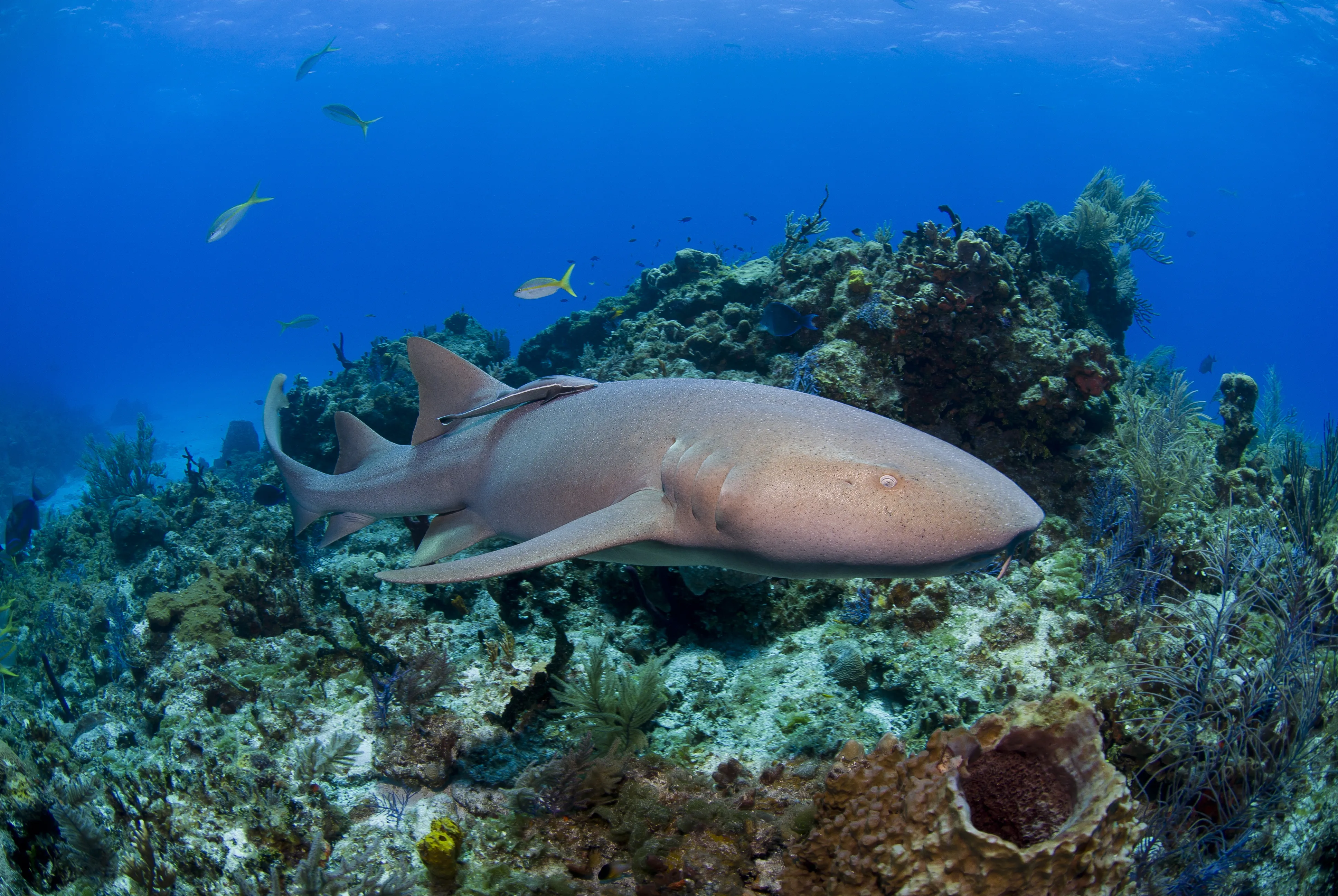 10626 Nurse Shark