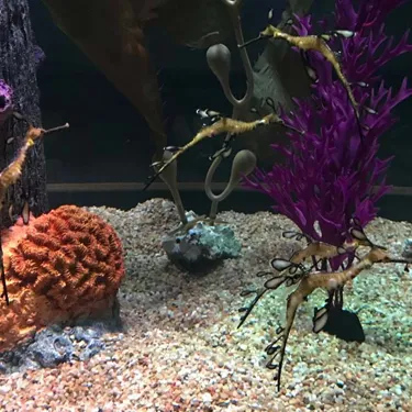 Weedy Sea Dragon | SEA LIFE Kansas City Aquarium